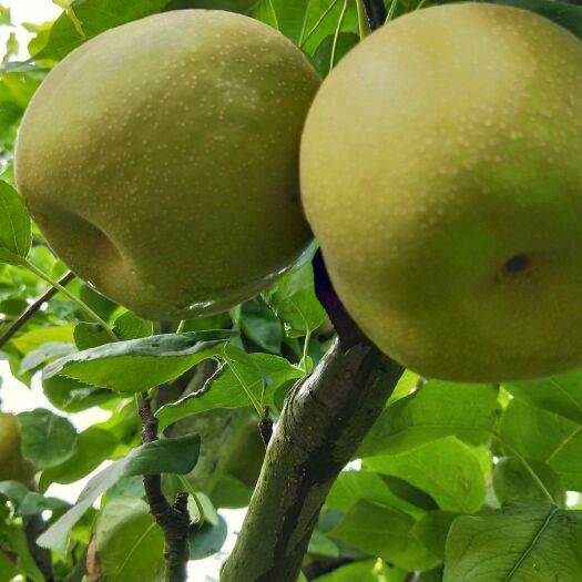 钟祥市湖北  钟祥的优质早熟梨——   翠冠。