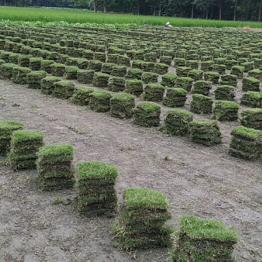 广汉市 结缕草