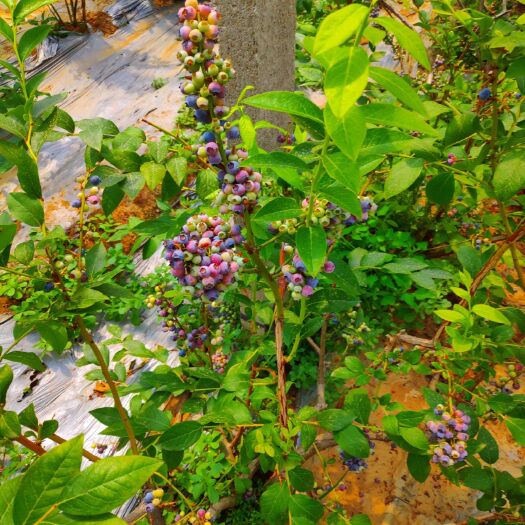  蓝莓基地大量供应蓝莓苗1--5年品种齐全蓝丰蓝莓苗