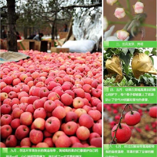 西安 苹果水果一整箱10斤当季应季新鲜脆甜陕西嘎啦丑萍苹果包邮