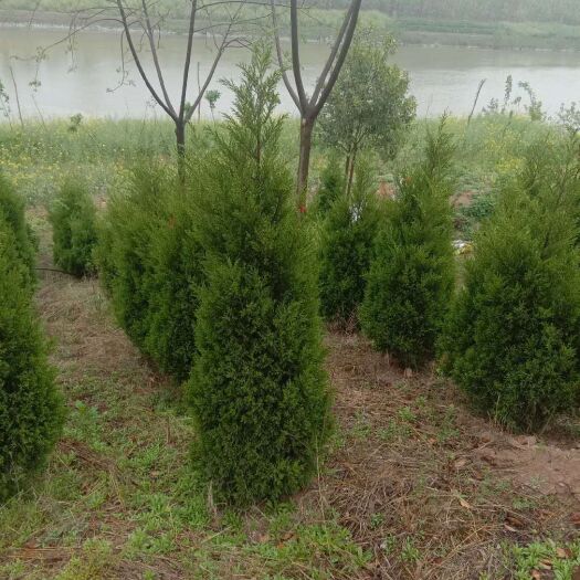 沭阳县圆枝侧柏