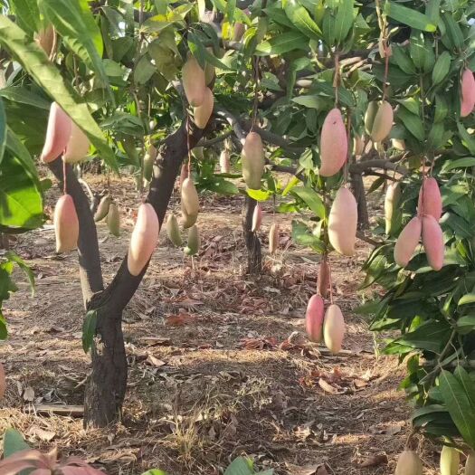  攀枝花的象牙芒果