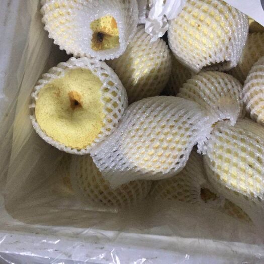砀山县 供应砀山梨