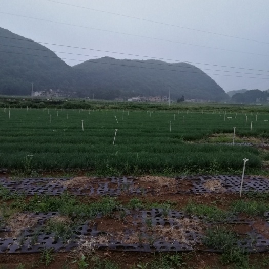 普定县小香葱