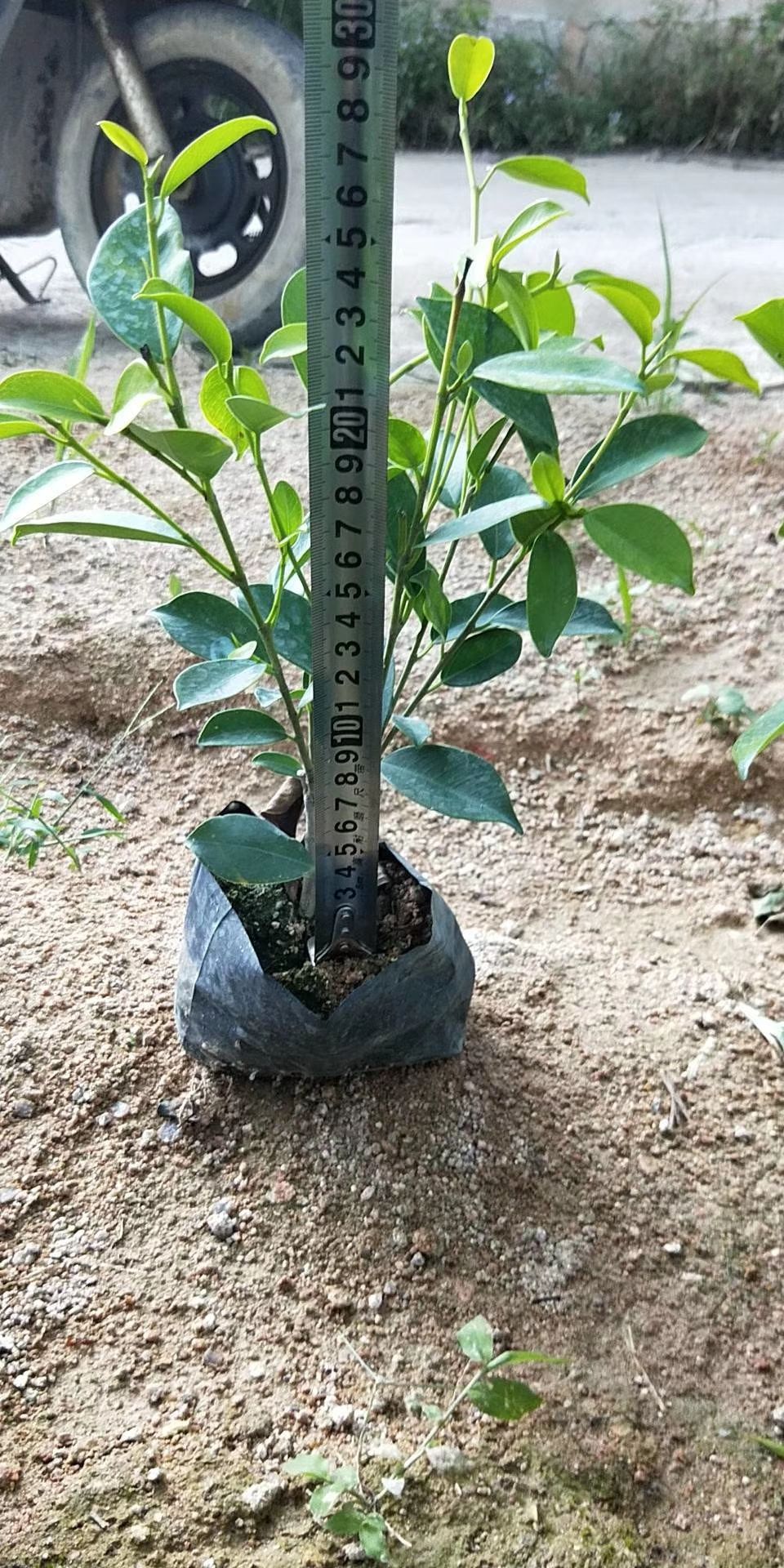 黄金榕  靓货黄金榕