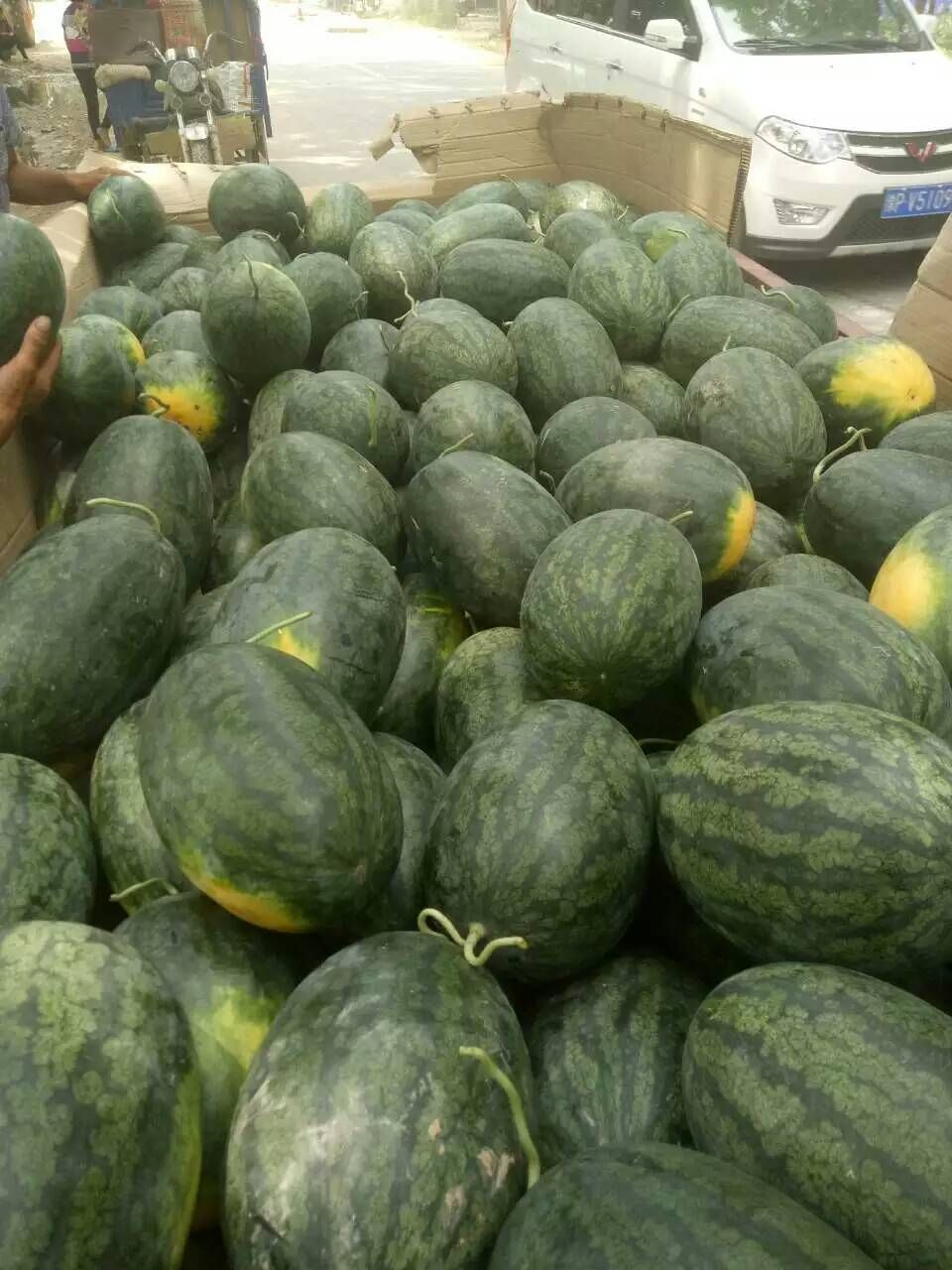 河南西瓜正火热上市！！！