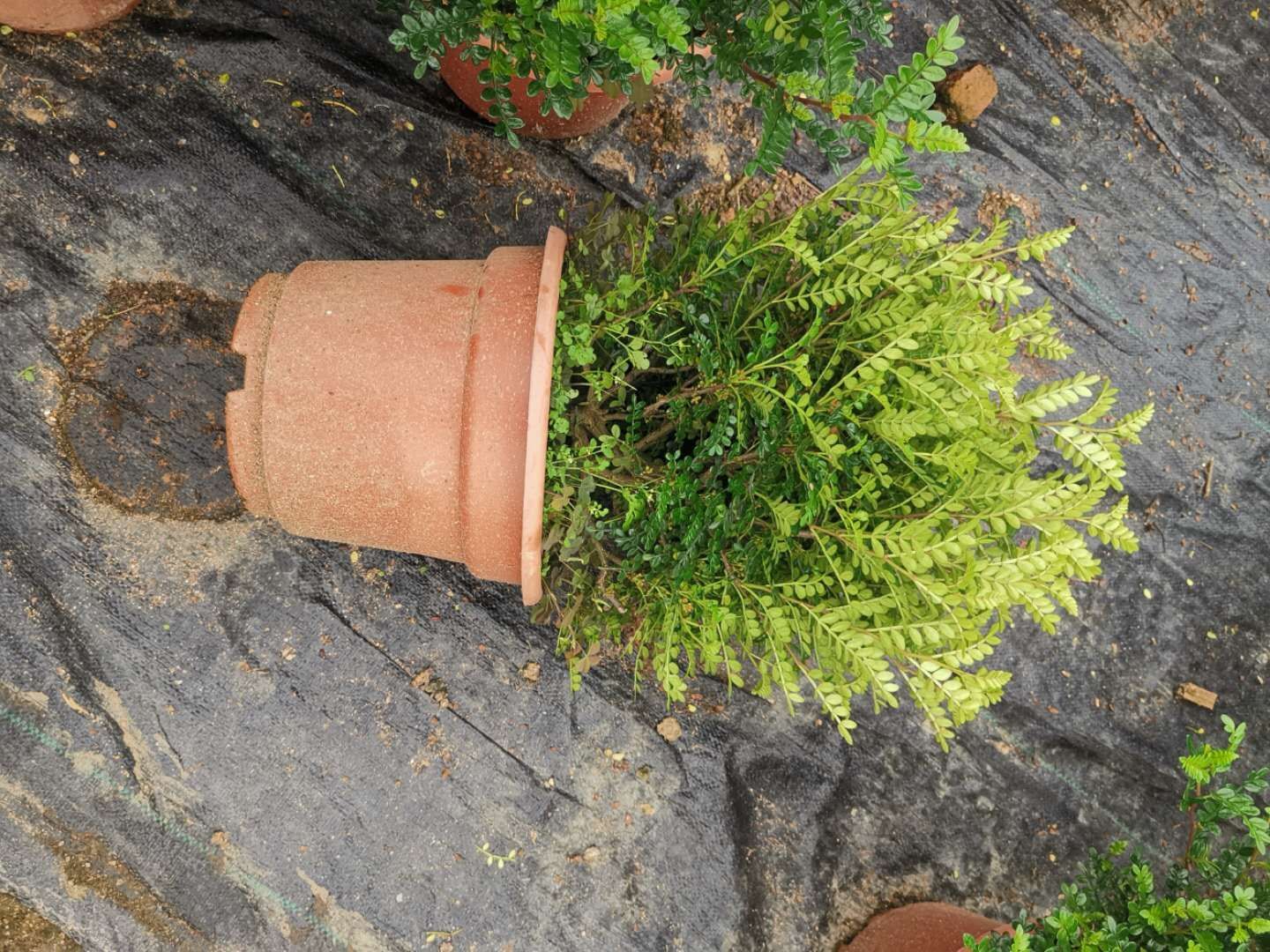 花卉清香木盆栽苗驱蚊草办公室内盆景植物阳台四季常青工程绿化