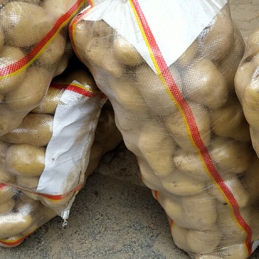 通许县荷兰王马铃薯 3两以上