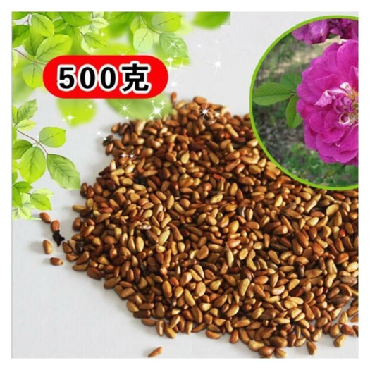 当年新采红刺玫种子刺玫花种子 黄刺玫种子