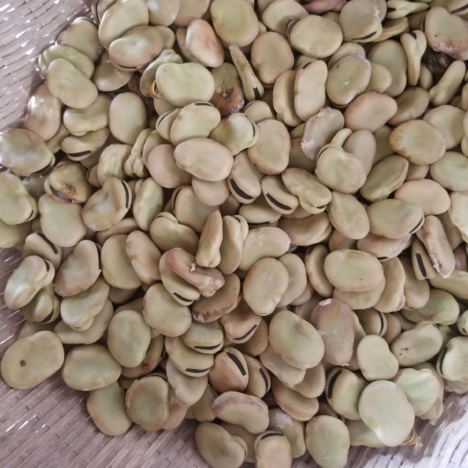 如东县大白蚕豆 正宗白皮大豆