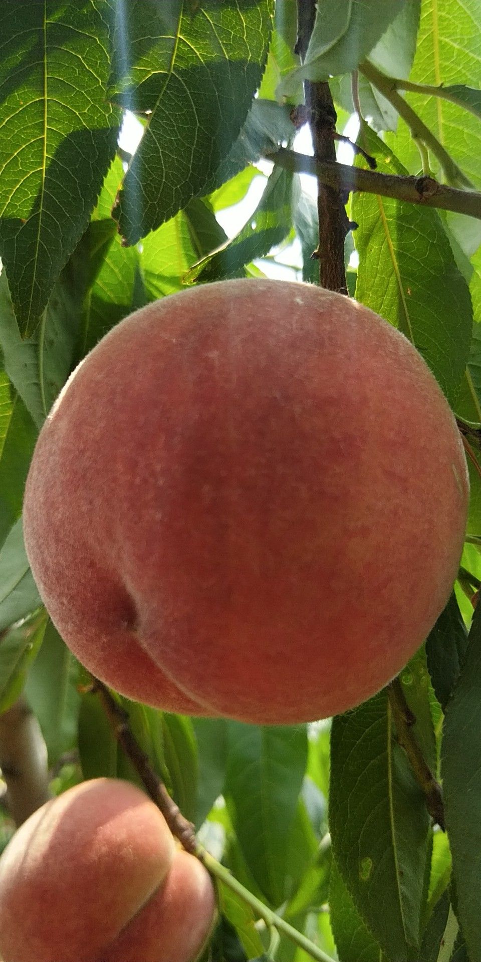 纸箱内衬袋 25一箱。包邮到家。只限这一个品种