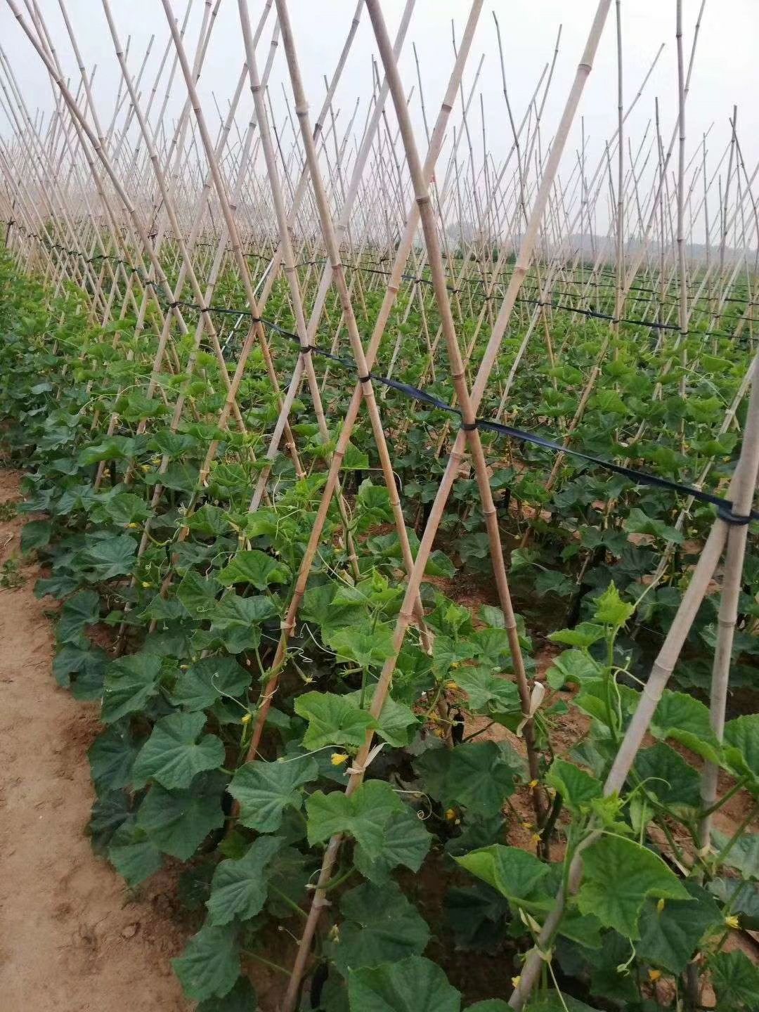 表皮:鲜花带刺 整齐度:90%以上 商品详情 产地直收,基地直供,本地黄瓜