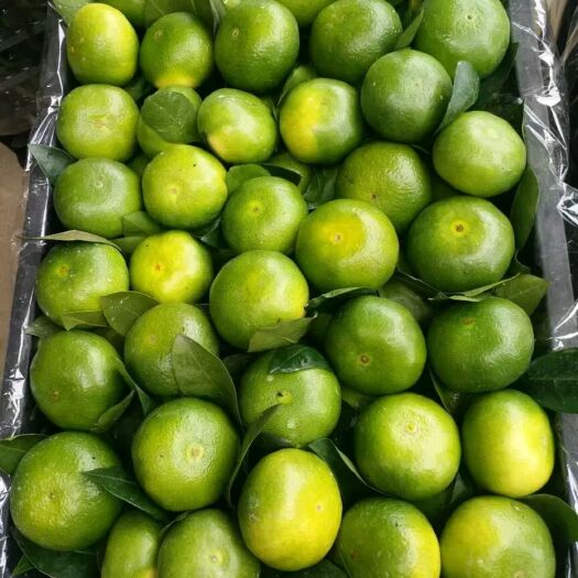 南宁水果萝卜 各类水果蔬菜西瓜等、欢迎合作供应