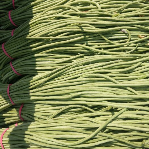莘县 大量供应烘干豆角，腌制豆角供不应求欢迎新老客户洽谈