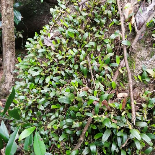 连山县石橄榄