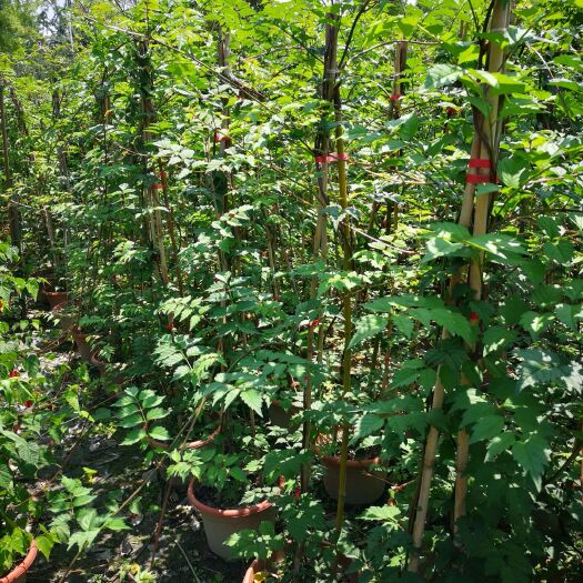 成都凌霄苗 凌霄花