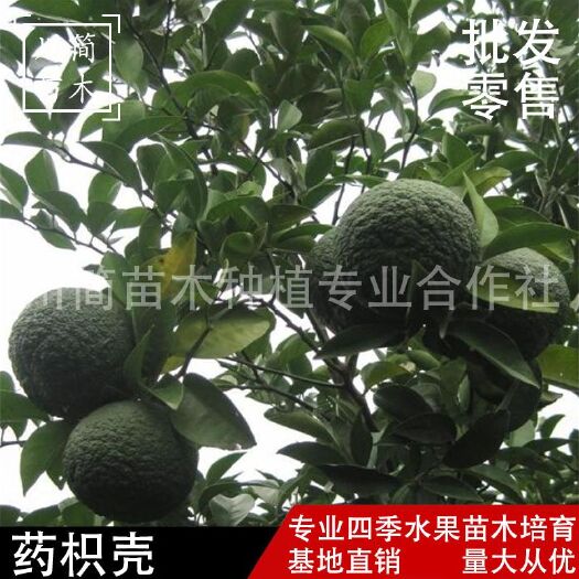 药枳壳苗 药用嫁接枳壳苗 基地直销  检疫证件齐全