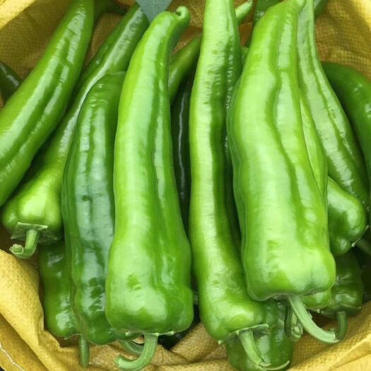 定边县 大牛角椒