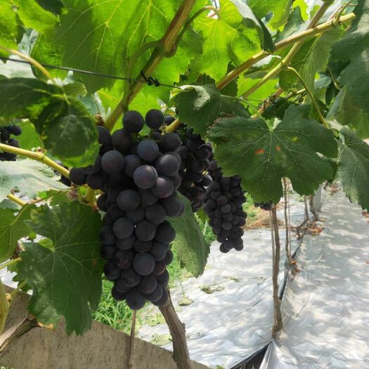 新沂市夏黑葡萄 夏黑大量供应