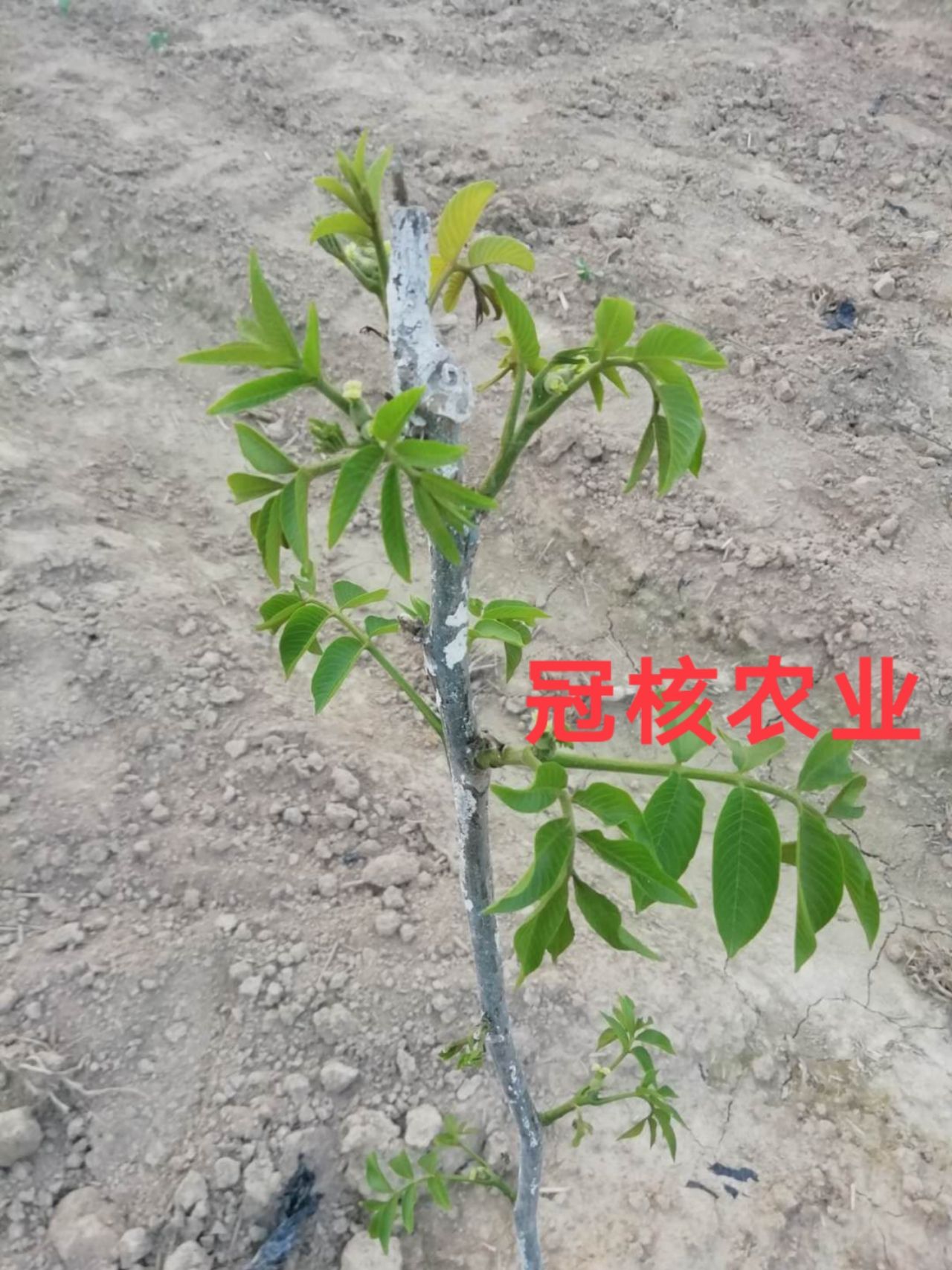  好口碑核桃苗冠核核桃苗种植户反馈