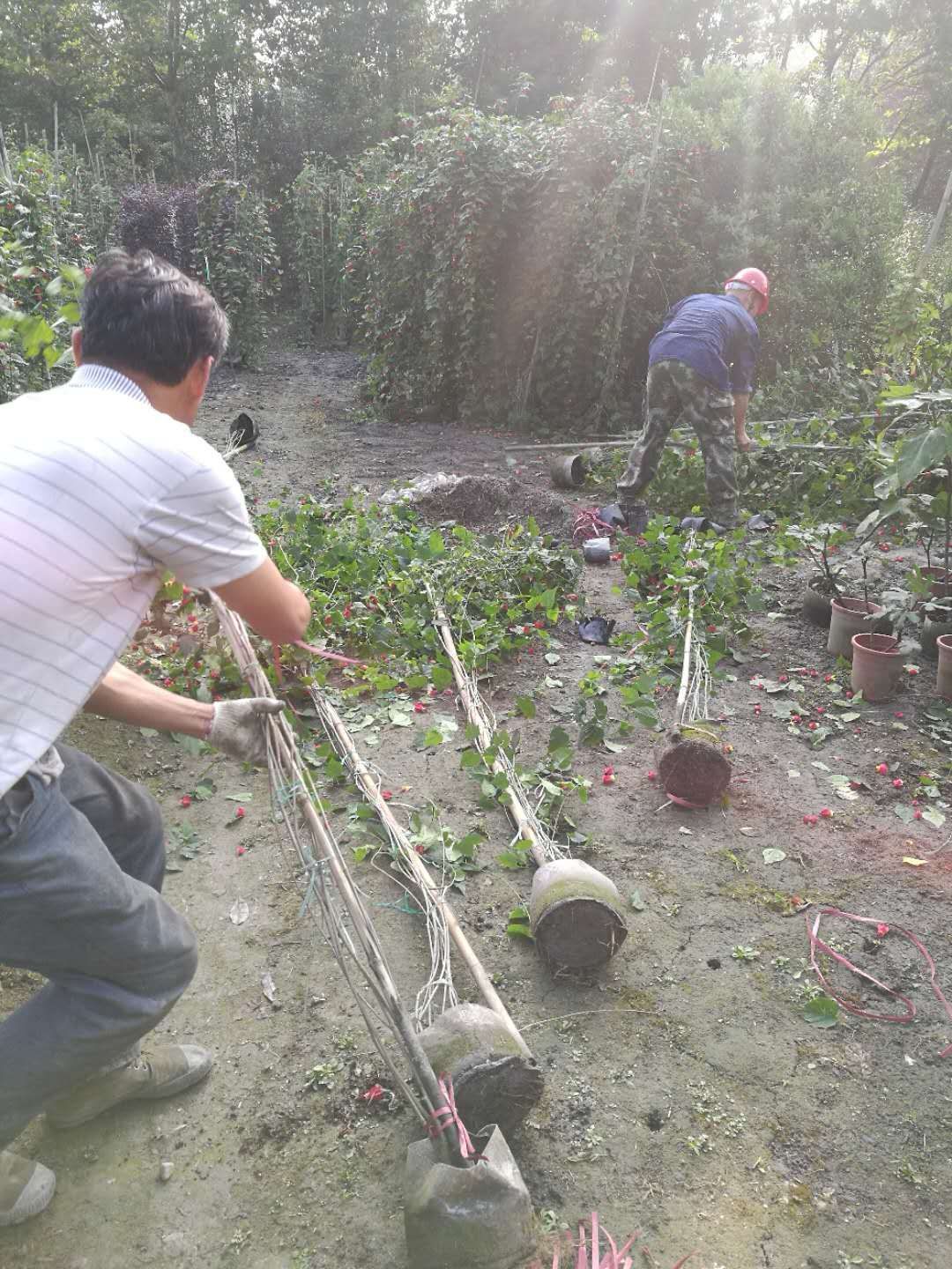 红花风铃木 蔓性风铃花