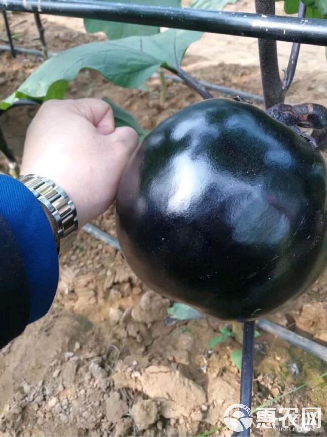 黑圆茄子种子，超量黑将军圆茄种子  10克