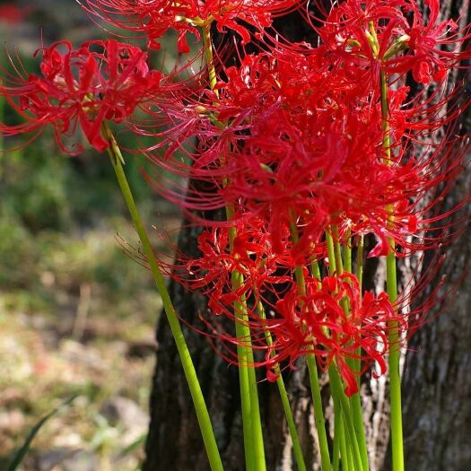 商城县彼岸花种子 大红色彼岸花 野生大红色曼珠沙华彼岸花盆栽