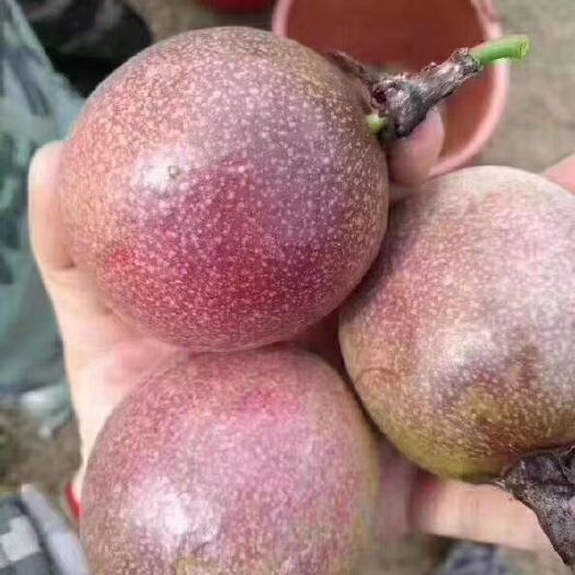 漳州紫香一号百香果 50 - 60克