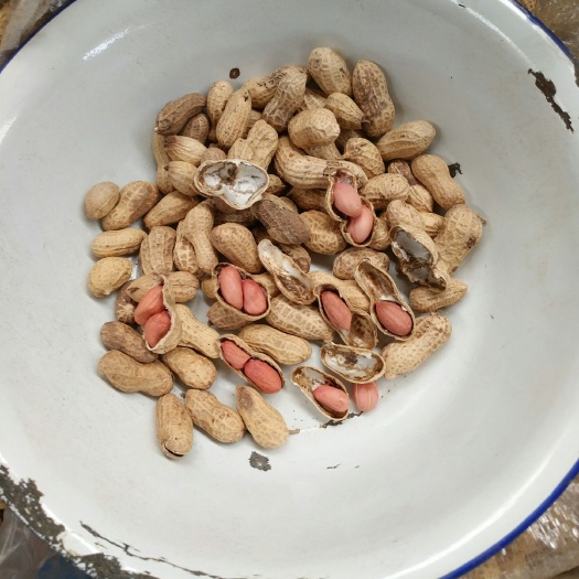 睢宁县 供榨油花生果