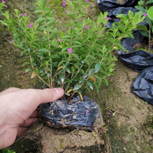 广州满天星盆景  满天星袋苗盆栽观花绿植满天星花地被植物批发花卉种苗绿化工程