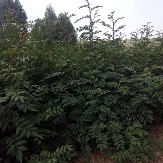 韩城市 大红袍花椒苗