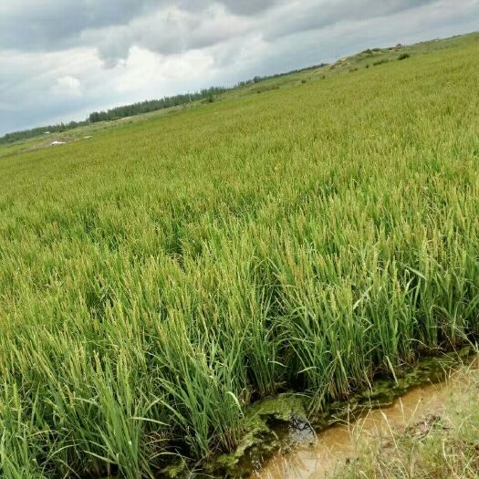 库伦旗 沙漠黑土地大米，一季稻，一等品
