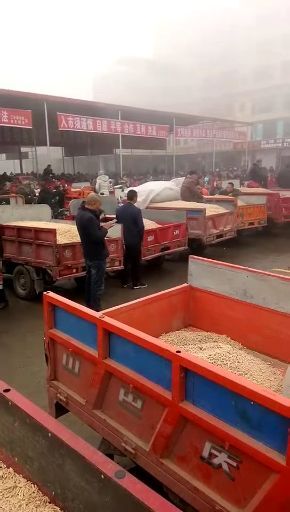 三台县麦冬