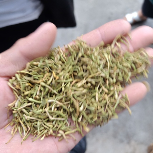 金花茶  金银花花