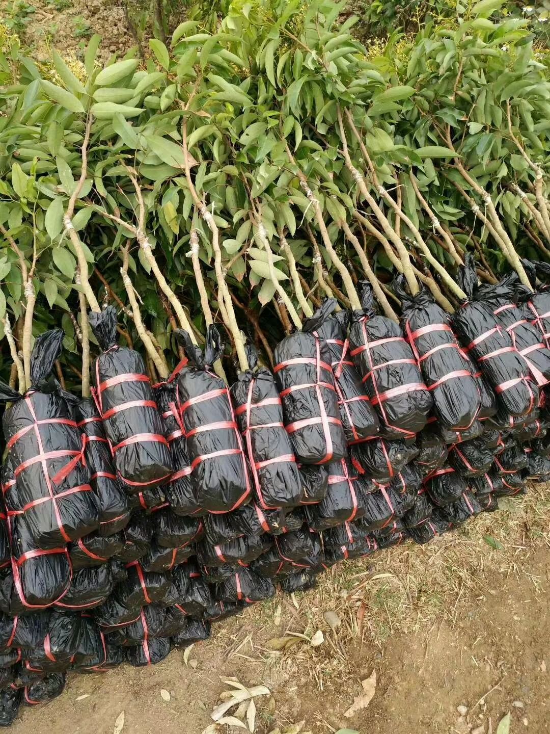 鸡嘴荔枝苗  香荔枝嫁接苗 核小果肉厚香甜好吃