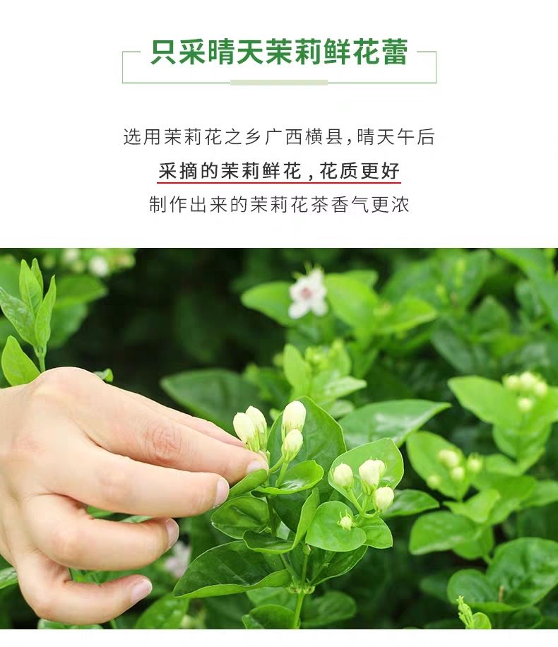  茉莉花茶正品保证茶香口感好代加工