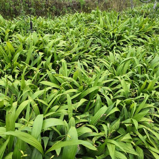 杭州白及 白芨苗
