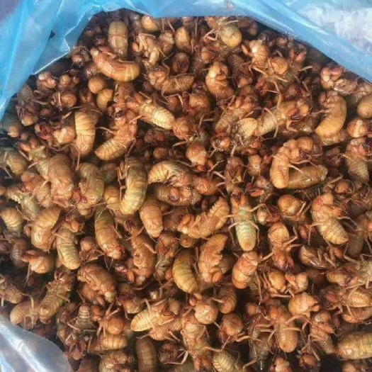 潜江市蝉蛹 新鲜活体小金蝉