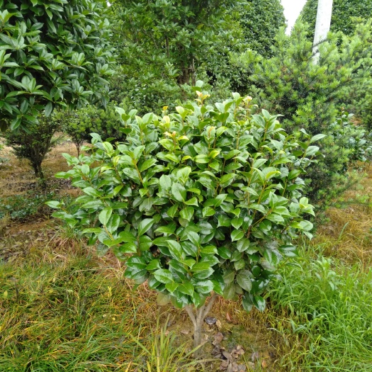 长沙县茶花树 长期大量供应各种大中小工程苗木，我们以城信第一，信誉第一为主