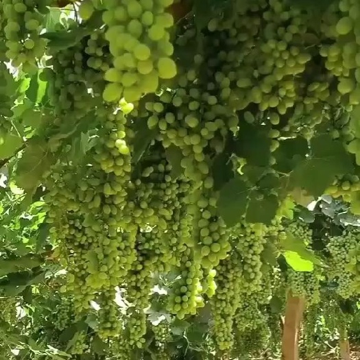 吐鲁番无核白葡萄苗 吐鲁番的葡萄熟了，我找收葡萄老板