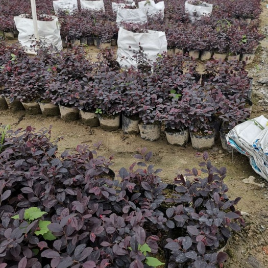 广州双面红  苗木基地直销 红花继木小苗 长期大量供应 绿篱地被苗 袋苗