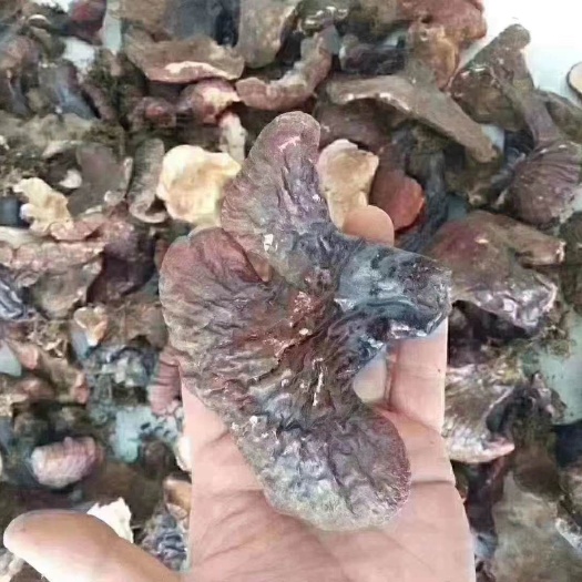 昆明平盖灵芝