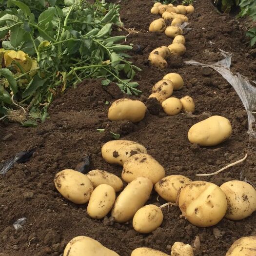 青岛荷兰土豆  自家种土豆