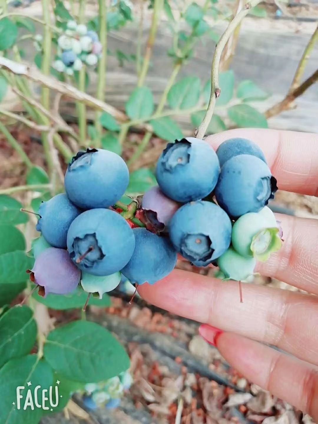  蓝莓