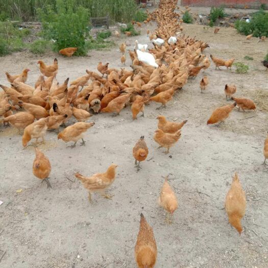 高邮市 纯散养鸡。货真价实