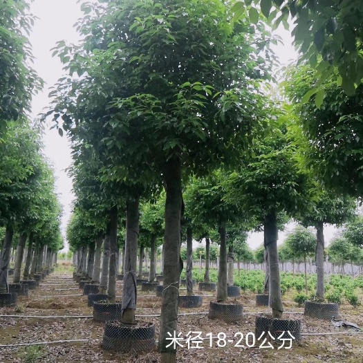 益阳 截杆发帽香樟