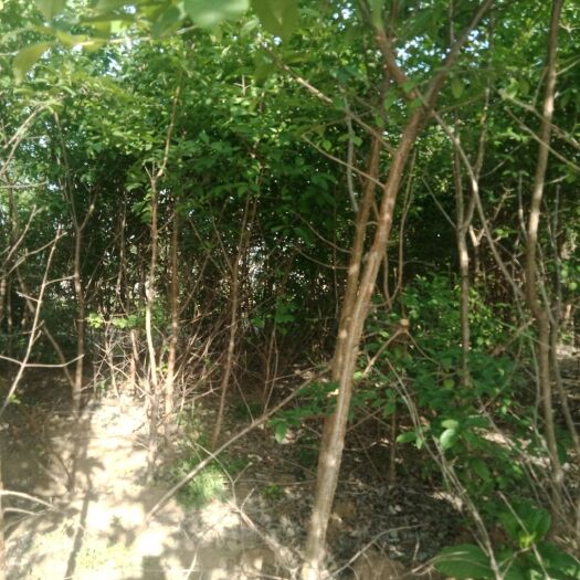 临沂流苏树