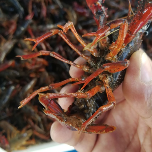 泗阳县 小龙虾苗种培育基地青年淡水优质种虾