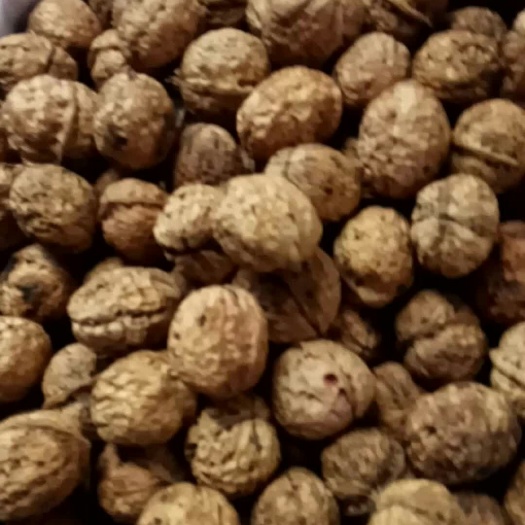 达州云南漾濞核桃