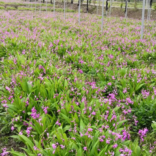 紫花白芨苗 基地直供驯化苗块茎2-5厘米。
 大田苗4厘米以